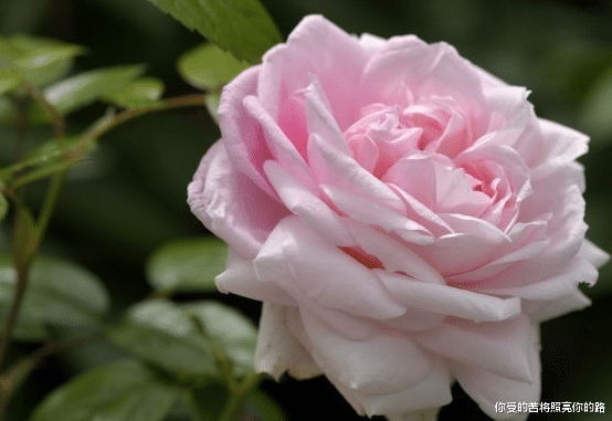 运势：未来一周财神关照，4属相运势提前回升，福禄双全，大吉大利