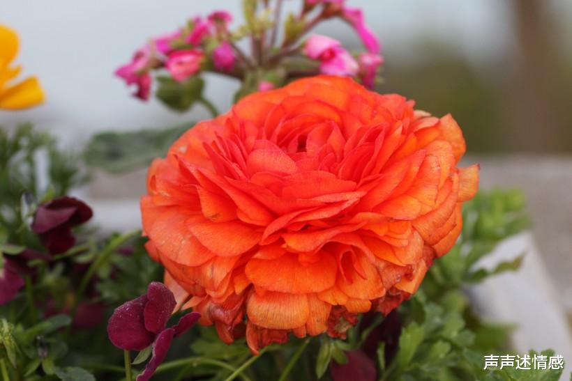 「生肖」下个月内，缘分与桃花变得充实，千里姻缘一线牵的四大生肖！