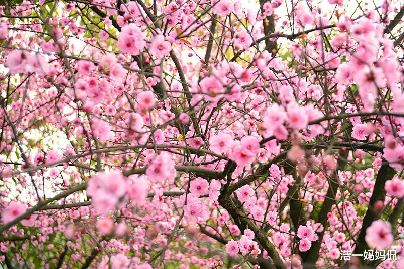 生肖▲报喜：6月22号，财运不错，生意兴隆的3生肖，咸鱼翻身有钱花