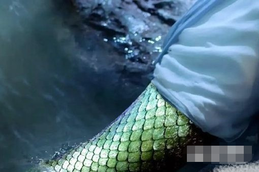 琉璃|《琉璃》亭奴喜欢谁?亭奴怎么变成鲛人的?