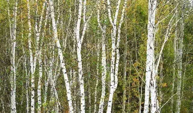 #生肖#明天起，背靠摇钱树，4大属相5福临门，财气一飞冲天，横财不请自来