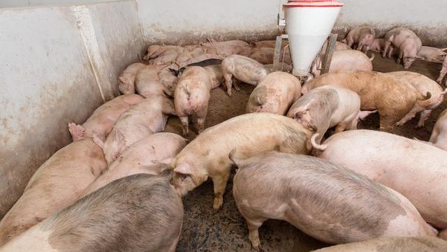 生豬存欄增加3000萬頭，豬肉價格卻“逆增長”？哪個消息是假的？-圖2