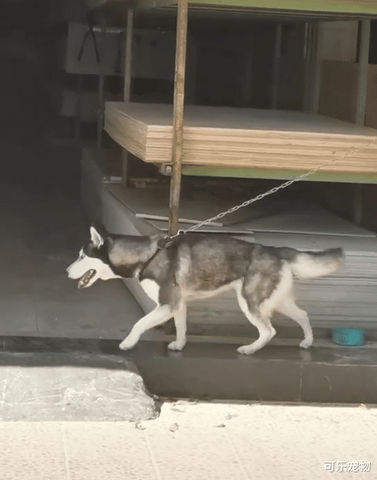 哈士奇街头表演太空步，地砖都盘包浆了，美女出现二哈反应太真实！