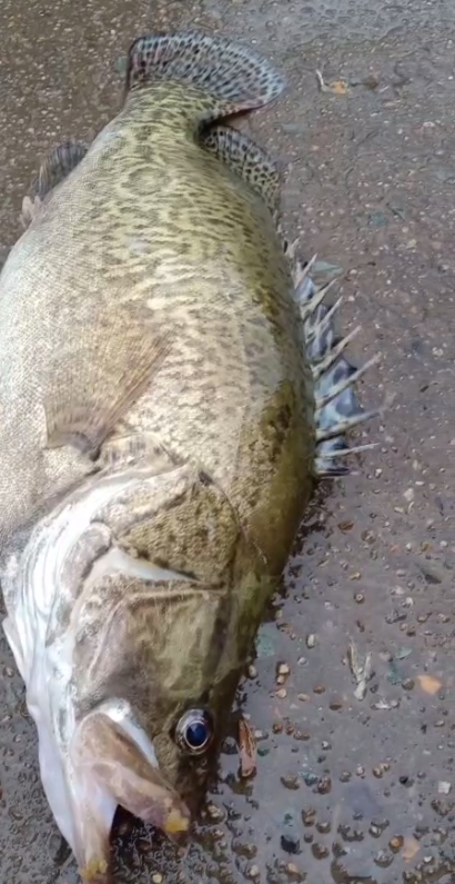 江西▲这都能钓到鳜鱼？江西钓友大河菜饼钓鲤鱼，却钓起野生大鳜鱼