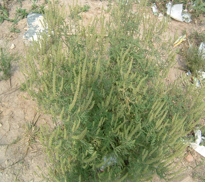 ▲常被误认为艾草，入侵我国之后，祸害无穷，如今更是让人生畏