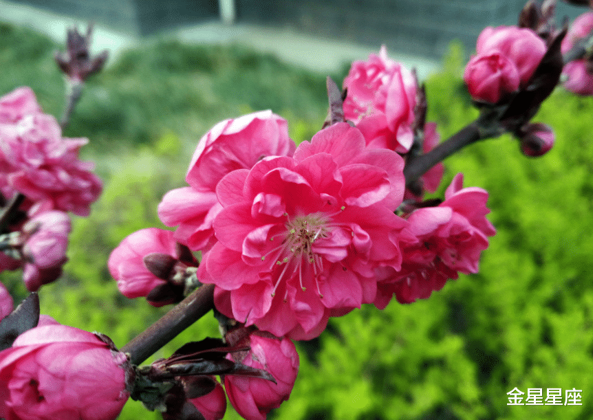 生肖@喜鹊报喜：6月19号财运喜上眉梢，3生肖日子旺，一顺百顺到年底