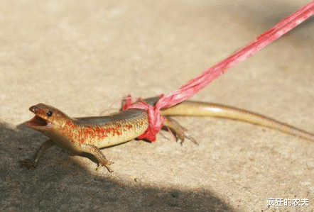 壁虎|80年代农村很常见,被小孩当宠物,因为好吃而被捕食,快要绝迹了