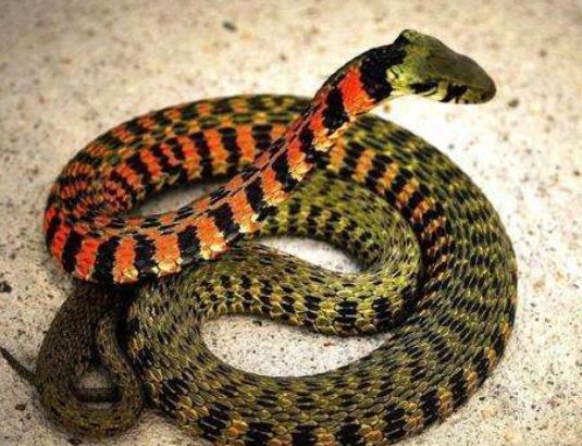 「毒液」毒蛇吃下被自己毒死的猎物, 为何不中毒? 它们对毒液免疫吗