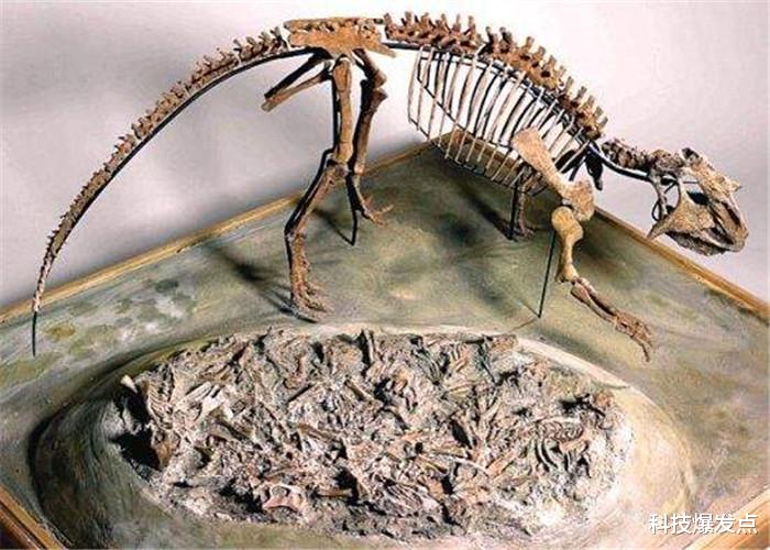 恐龙@1.45亿年前的恐龙，最后一餐吃的什么？肚子里的木炭怎么来的？