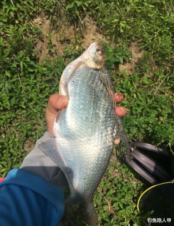 ：5月过了一半还在用春天的方法打窝？没这样调整，难怪钓不到鱼