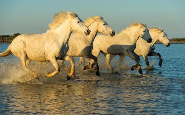 「生肖」生肖马霉运一走，喜事从天而降，喜鹊喳喳叫，快接喜！