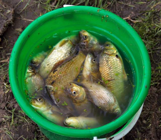 |野外垂钓被黄颡鱼刺到用这招处理伤口，方法简单、效果好