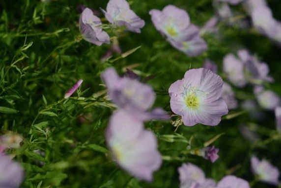 生肖：5月份开始，4属相运势开门红，喜鹊报喜，前途一片光明
