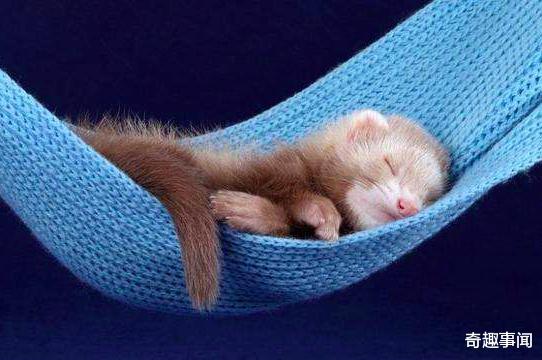 #雪貂#发情期不交配就会死，雪貂为了延续族群究竟有多拼？