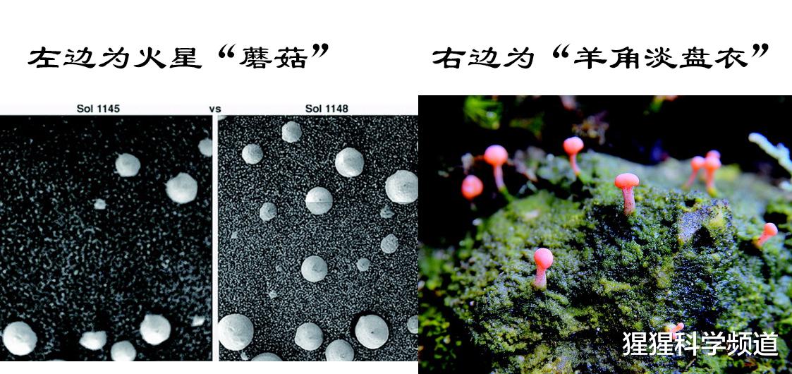 火星▲火星有生命?好奇号拍到多个在变大的“蘑菇”状物体,NASA未回应