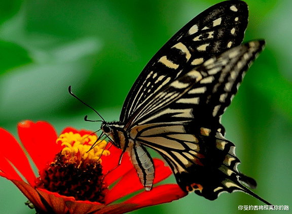 射手座|下个月，4属相事业一马平川，财源滚滚，生活锦上添花，富贵吉祥