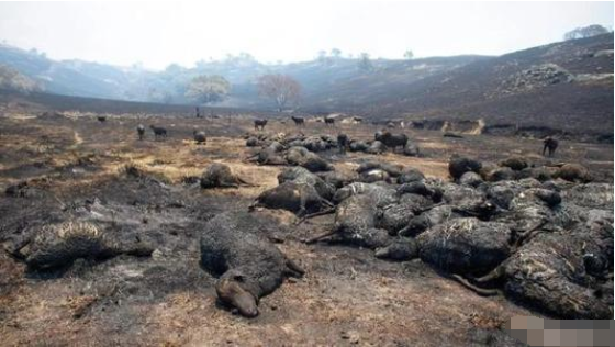 印度尼西亚@印尼森林大火，身长10米巨蟒被烧焦，临死前痛苦“嘴巴张大”