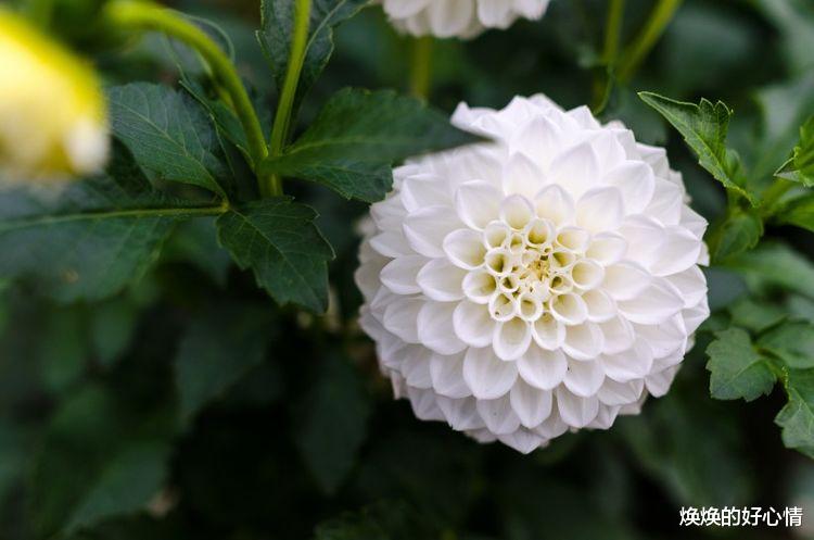 生肖|9月上旬开始，桃花运泛滥，和真爱堪称绝配的4大星座