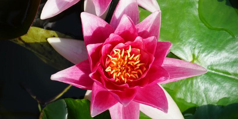 旧爱|31日,走狗屎运,翻身赚大钱,贵人帮衬,事业欣欣向荣的生肖