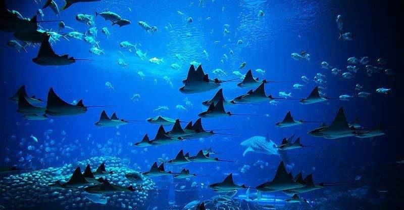 乌贼|超千米海底又闪现神秘诡影？科学家推断极可能存在巨型海怪！