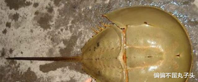 蝎子|世界上最珍贵的液体有多贵?看完后网友表示:能喝下去吗?