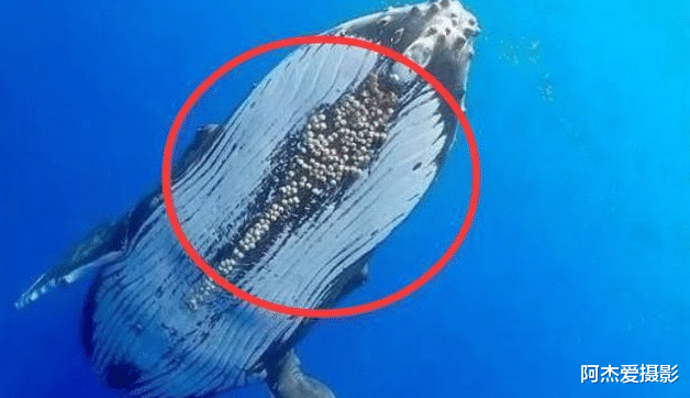 鲸鱼|藤壶为什么会跑到鲸鱼身上?它对鲸鱼有什么危害?