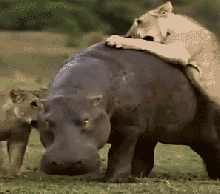 |“这是什么虫子，按它出现一对角，有甜甜的香味。”进化称霸地球