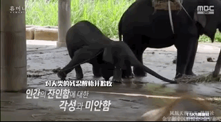 [鲸鱼]我们的星球怎么了, 2020年的魔力仍在继续，灾难频繁发生