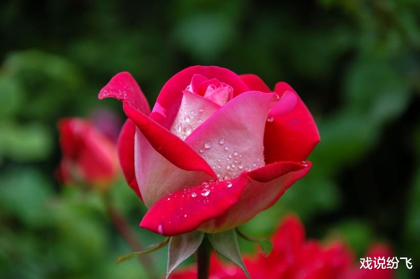 运势：7月3号恭喜3属相，大难已过，钱财滚滚来，生活压力不大，越来越幸福