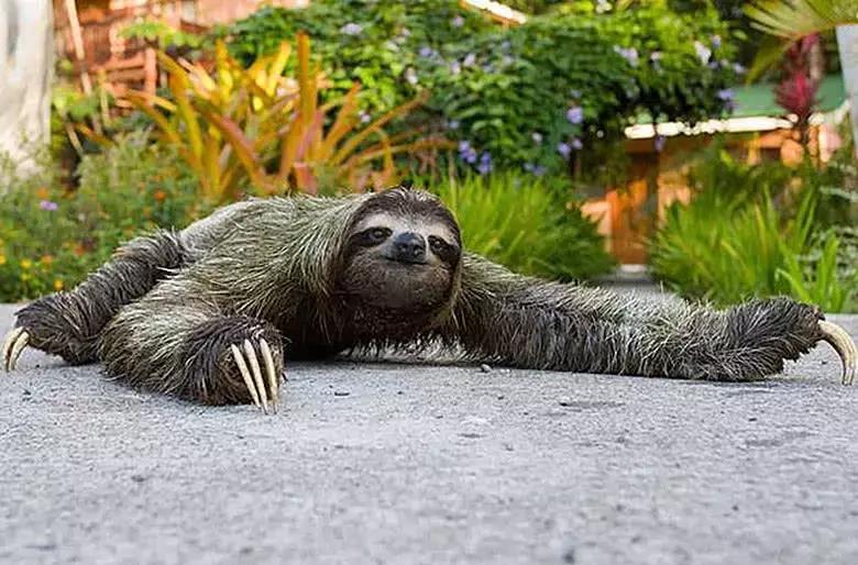 世界上最奇葩的生物，竟然是在拉屎过程中死的，专家：我无力解释