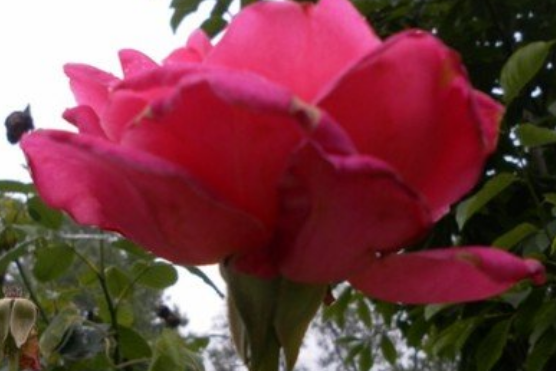 @6月财运逆袭,4属相财运事业红火,未来钱途无量,好事多多