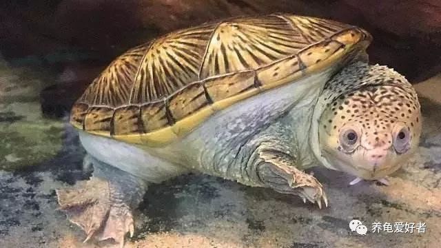 龟圈借口也是笑料百出，变化多端呀！