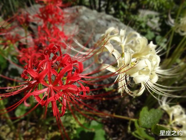 生肖|在7月下旬,桃花绽放,机缘巧合,喜遇良缘的三大星座