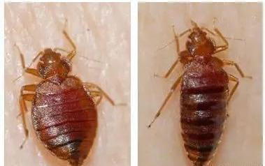 ：臭虫生物特性与危害