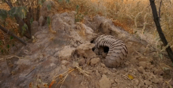 你好吴所畏|又一综艺被骂上热搜，破坏濒危植物惹怒14亿国人，背后的真相太恶心了！