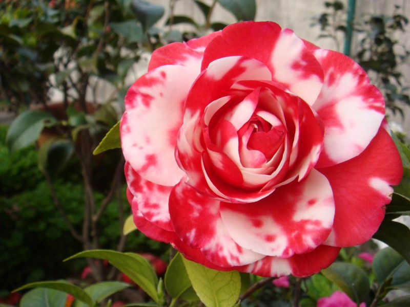 『生肖』7月初，桃花缠绕，姻缘傍身，真爱临门与佳人共相随的四大生肖