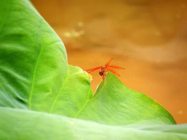 「」一发发大财，4月下旬转大运，中大奖，4生肖天上掉财、地上生金