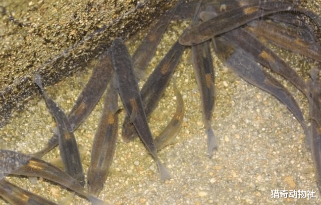 『木星』挖一个没有鱼的湖泊,过段时间就会有鱼,鱼是哪里来的?