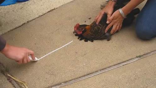 「」在鸡面前画一条直线，它会瞬间被“催眠”，这是什么原理？