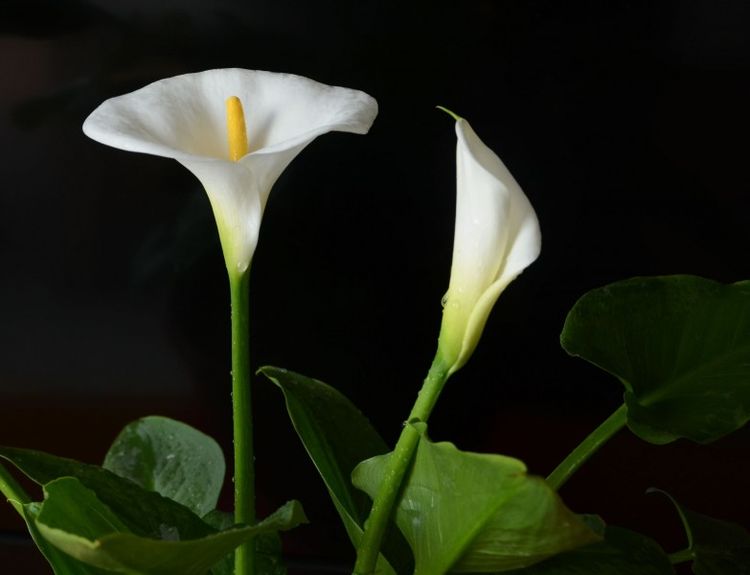 处女座|未来2周，百转千回还是你，再续前缘，唯真爱不可辜负的4大星座