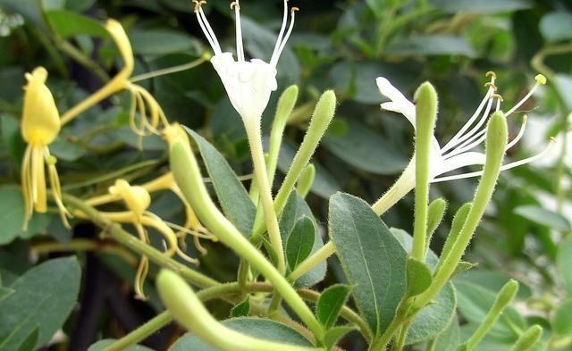 『花茶』金银花泡水喝有什么作用？你可能想不到有这么多，看完受益匪浅