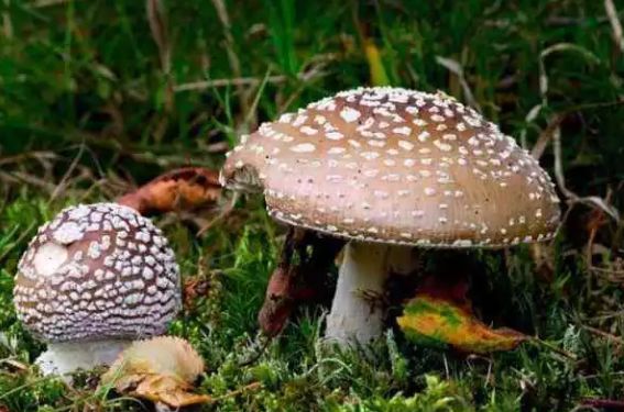 健康南粤|“肯定没毒!”刚说完,母子双双入院!医生:无特效药