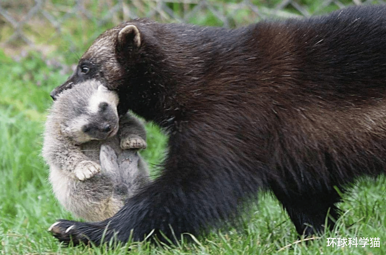 科学家|消失100多年!“金刚狼”重返美国北方,为何灭绝生物重现地球?