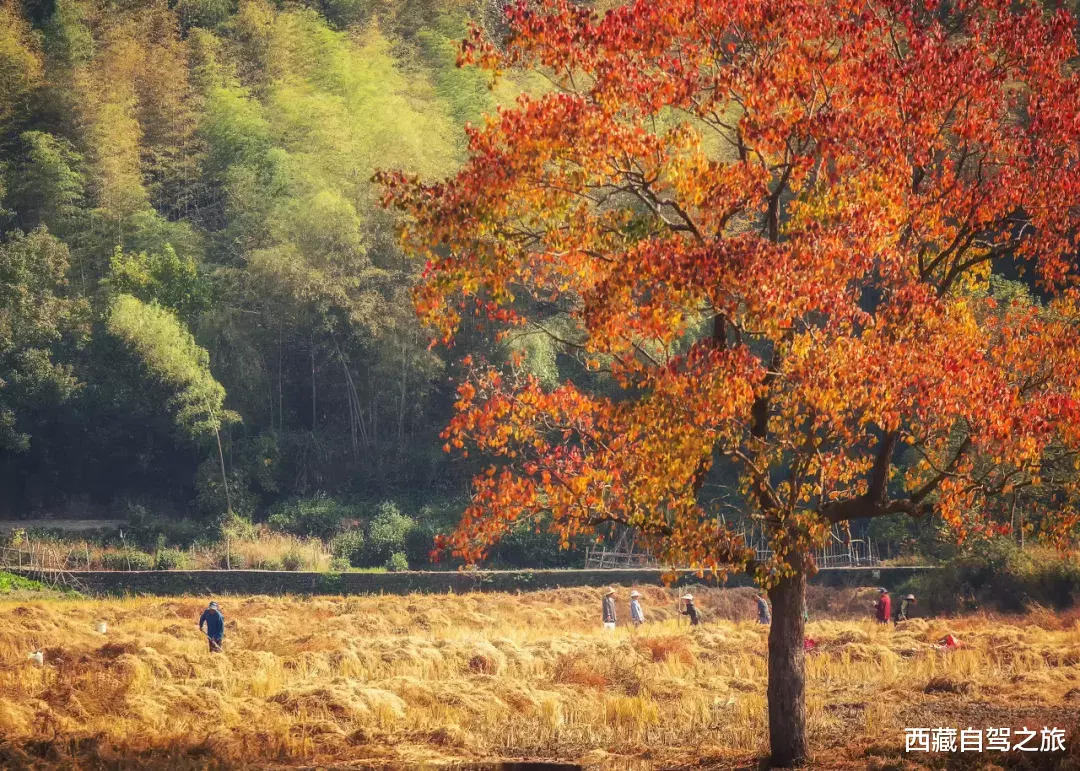 自驾|秋天最美的8条自驾路线！9月10月美成天堂，错过就要再等一年！