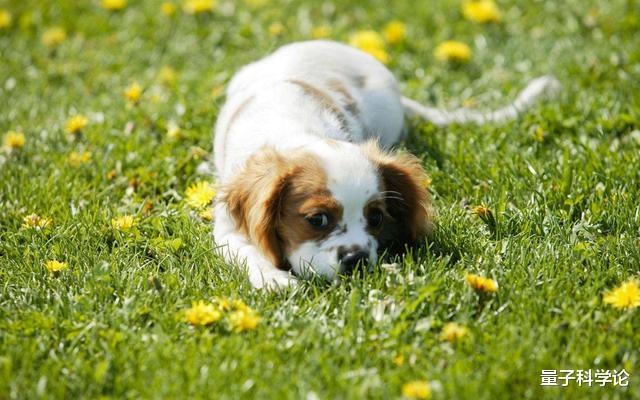 『基因』从进化来说，动物交配时间长有优势？还是短有优势？