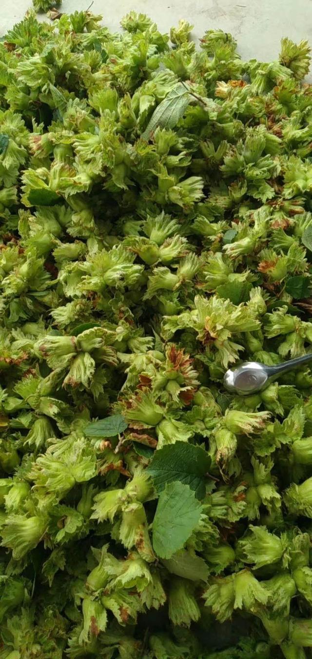 蘑菇|长白山赐予我们的“美味”,你是不是都吃过?