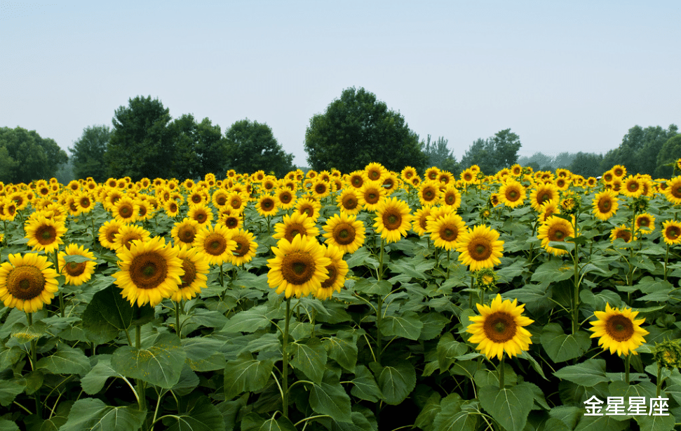 霉运:6月21号,霉运到头,财运大开,事业有成,喜获丰收的3生肖
