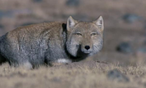 藏狐■世界上最欠扁的动物，长得简直跟闹着玩似的，谁见了都想揍它一顿