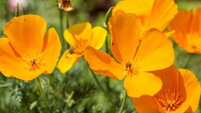 运势|一般异性搞不定的星座女，十分难追，有颜有才有智慧