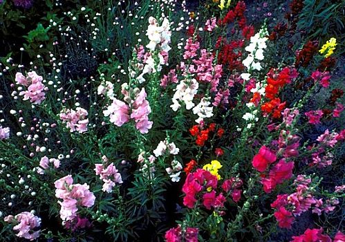 运势|未来7天，运势逆袭，横财不断，4属相财旺桃花旺，日子一旺百旺